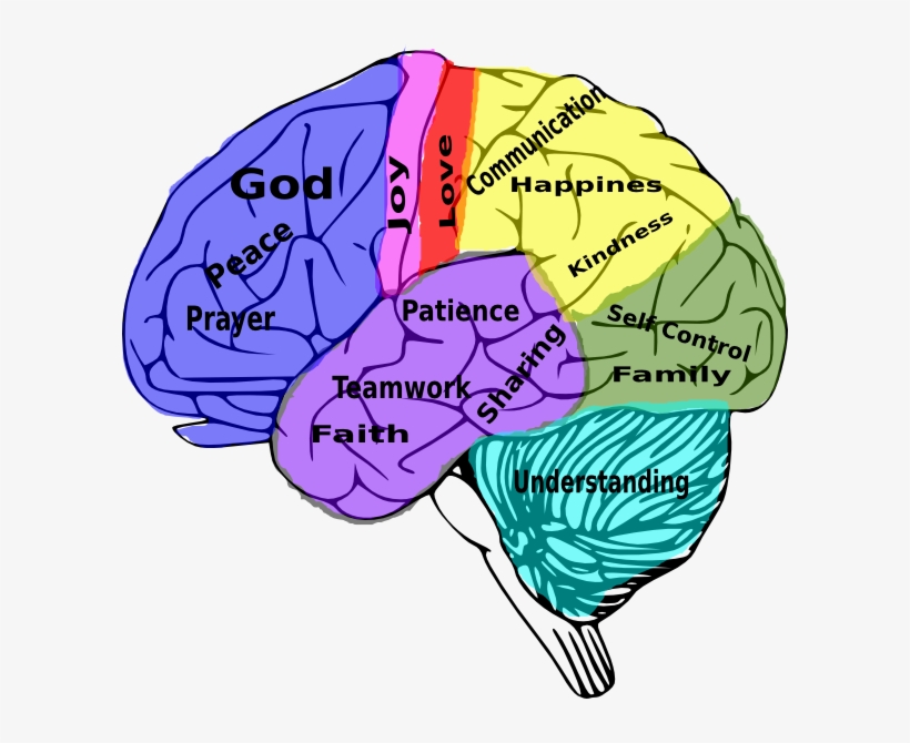Human Brain And Social Media, transparent png download
