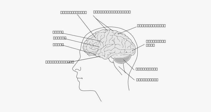 How To Set Use Human Brain Icon Png - Human, transparent png download