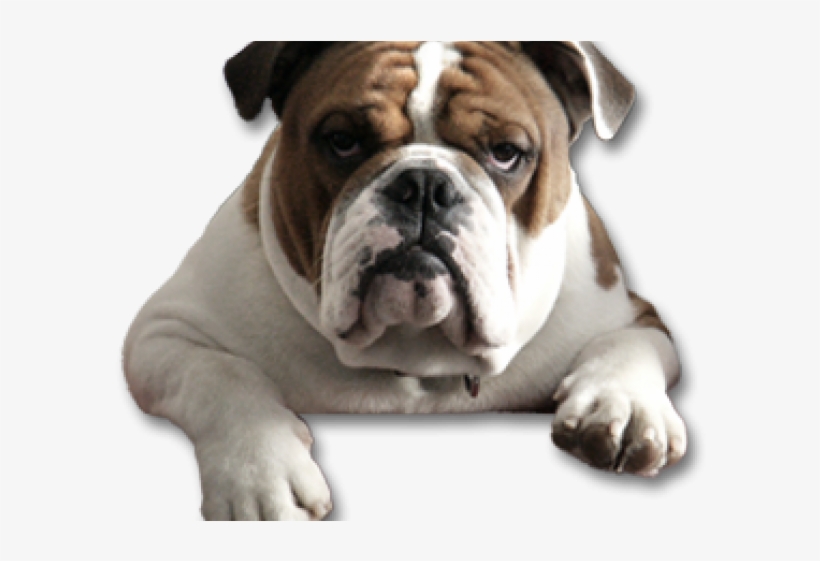 Bulldog Png Transparent Images - Transparent Bulldog Png, transparent png download