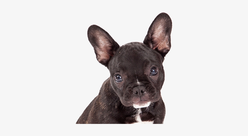 El Bulldog Francés - Husky Lab Mix, transparent png download