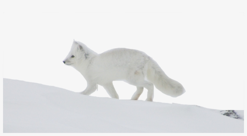 Arctic Fox Png Photo Background - Photograph, transparent png download