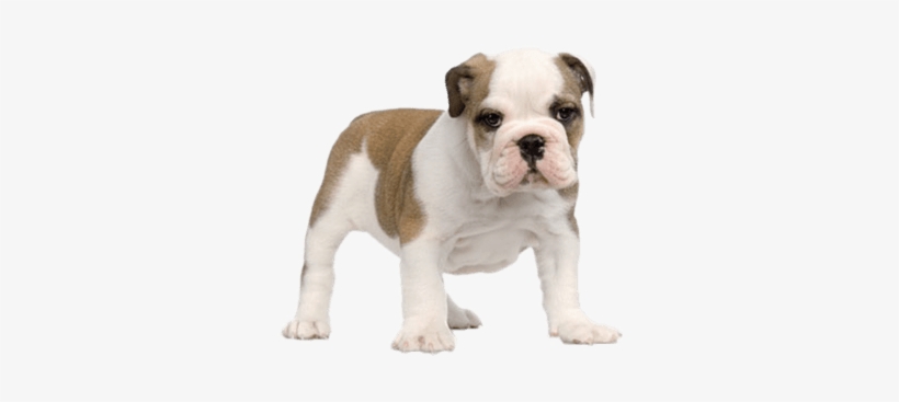 Criadores De Bulldogs Ingles English Bulldog Puppy Png Transparent Png 358x384 Free Download On Nicepng