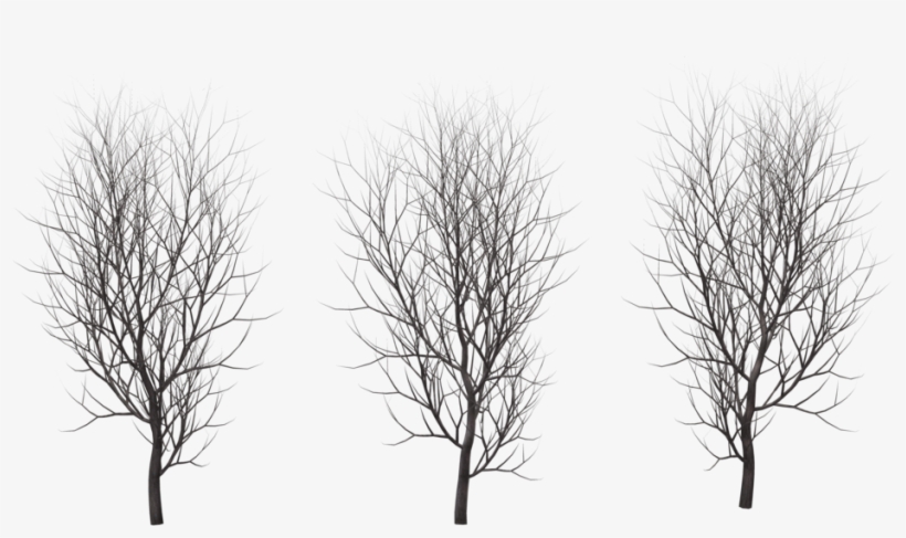 Winter Tree Png Transparent, transparent png download