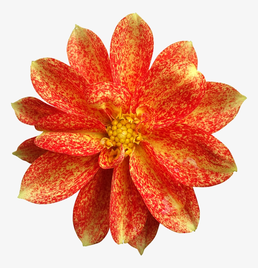 Very Very Beautiful Flowers - Artificial Flower, transparent png download