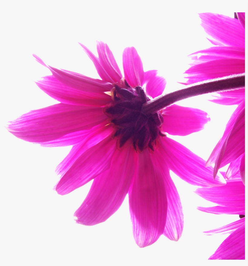 Pink Hd Abstract Backgrounds Beautiful Girly - Durr E Shahwar Dialogues, transparent png download