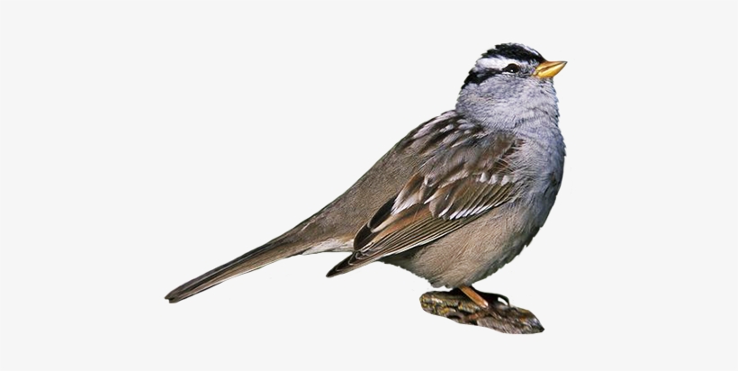 Robin Clipart, Yellow Shouldered Blackbird, Zonotrichia - Warbler Png, transparent png download