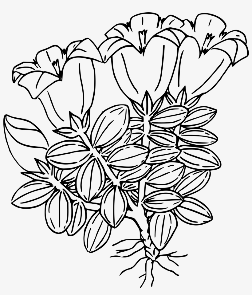 This Free Icons Png Design Of Hiker's Gentian, transparent png download
