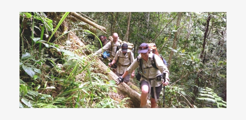 Hikers On The Black Cat Track In Papua New Guinea - Old-growth Forest, transparent png download