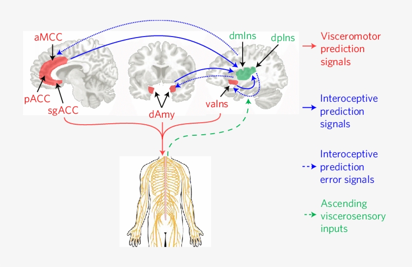 We Identified Key Visceromotor Cortical Regions That - Visceromotor Regions, transparent png download