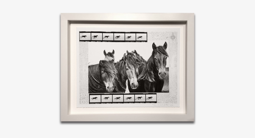 The Wild Horses Of Sable Island - Wild Horses Of Sable Island [book], transparent png download
