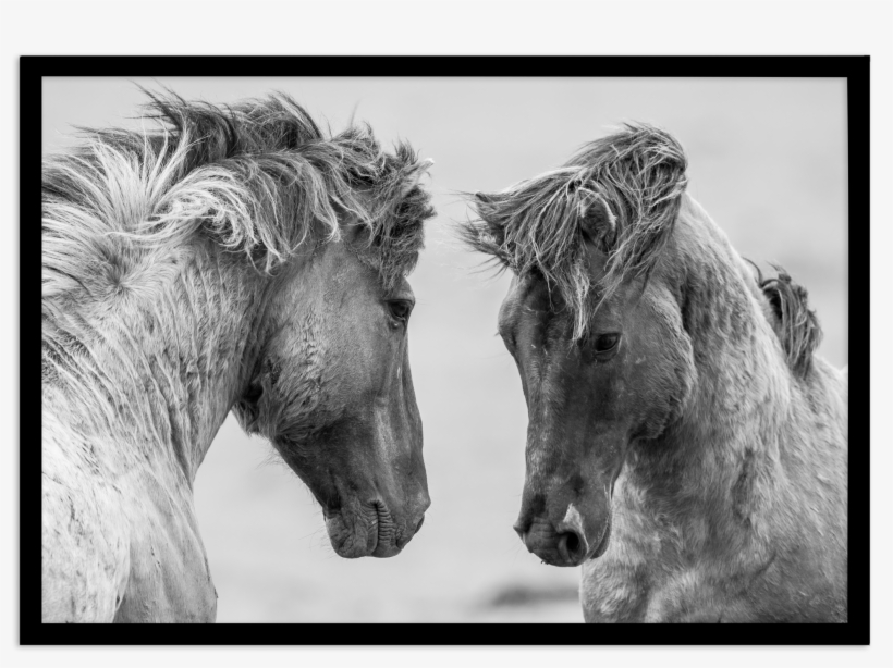 Wild Horses Ls - Dabbs, Trent - Way We Look At Horses - Lp, transparent png download