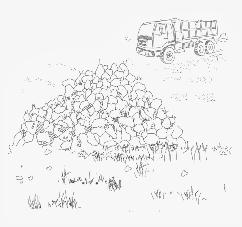 Piles Of Sugar Beets Waiting On The Fields, To Be Collected - Timeline, transparent png download