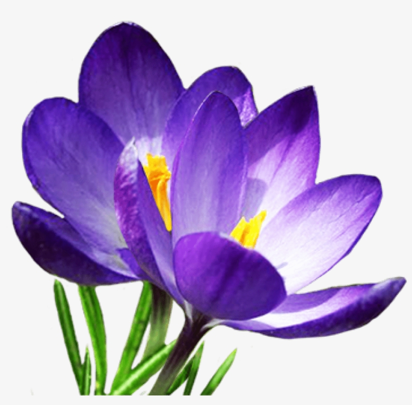 Free Png Crocus S Png Images Transparent - Крокус Png, transparent png download