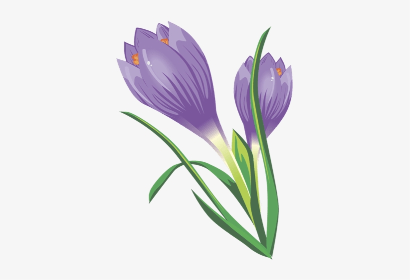 Crocus, transparent png download