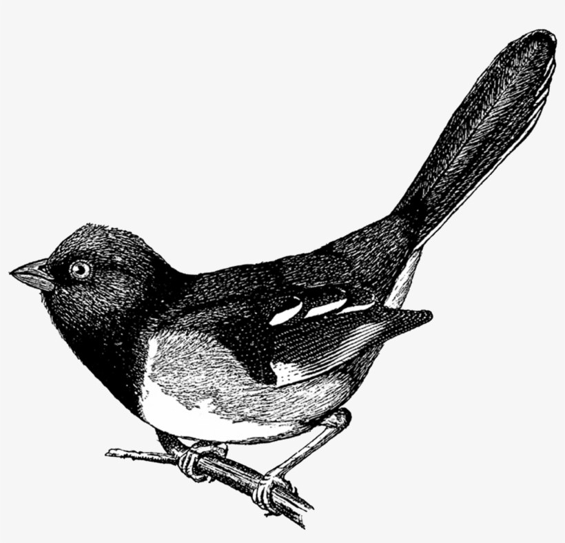 {click On Png Image To Download/save} The Above Image - Vintage Bird Clip Art, transparent png download