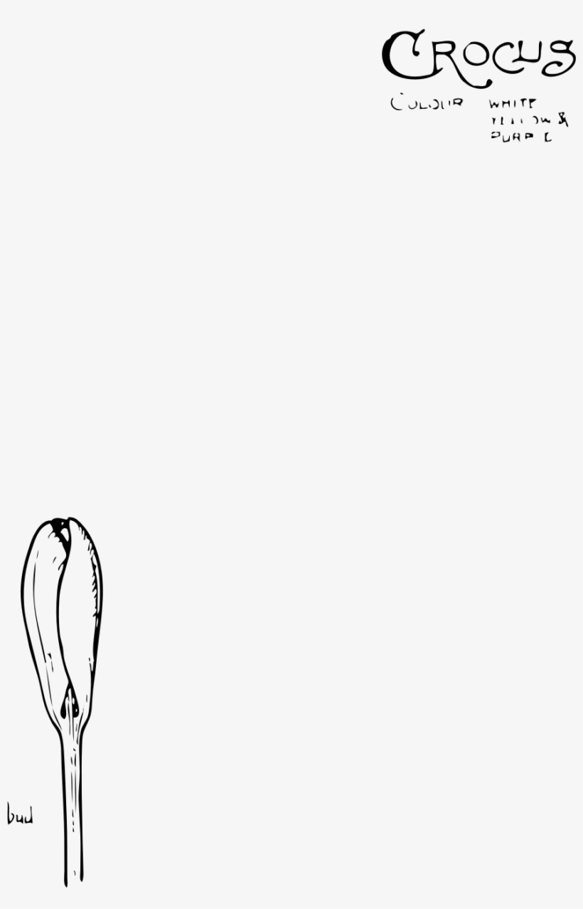 This Free Icons Png Design Of Crocus Flower, transparent png download