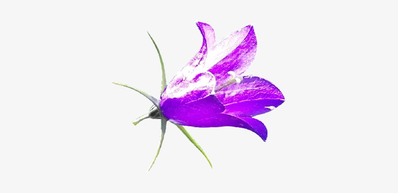 Free Yellow Crocus Photo - Bellflower, transparent png download
