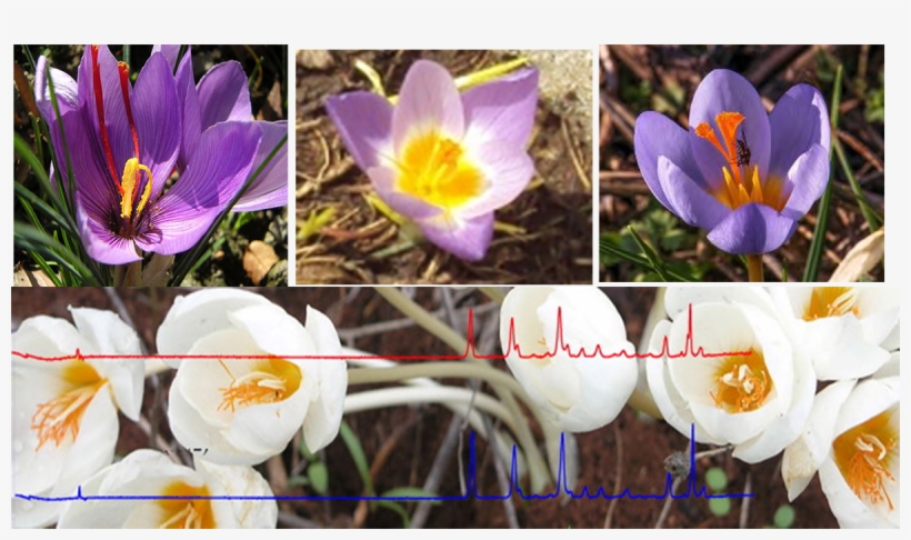From Indigenous Crocus Taxa, I - Safran, transparent png download