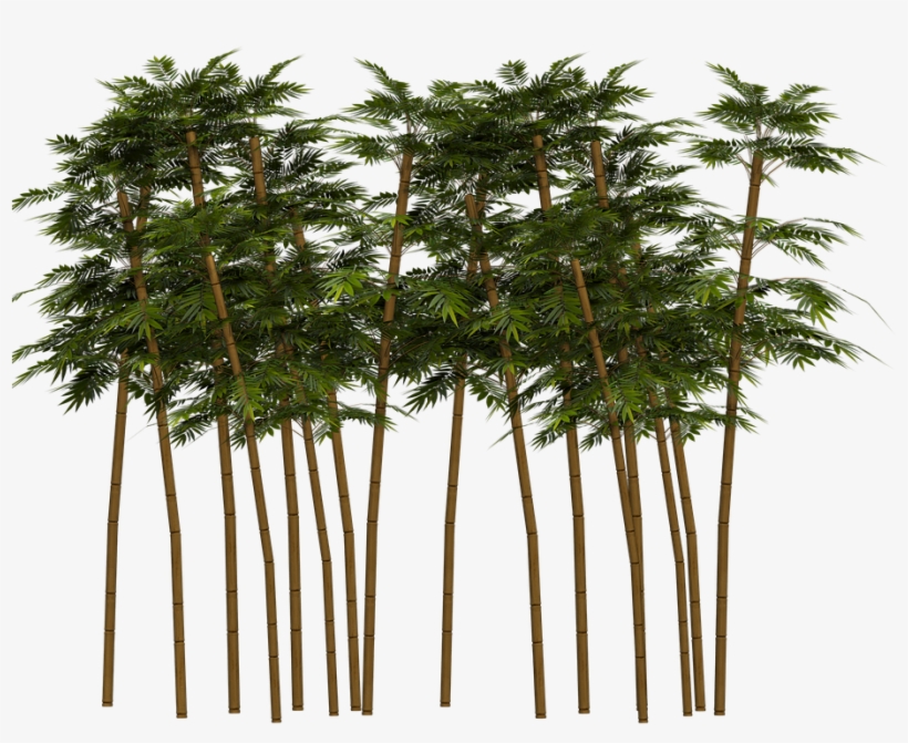 Bamboo, Plant, Wellness, Digital Art, Isolated - Bambu Png, transparent png download