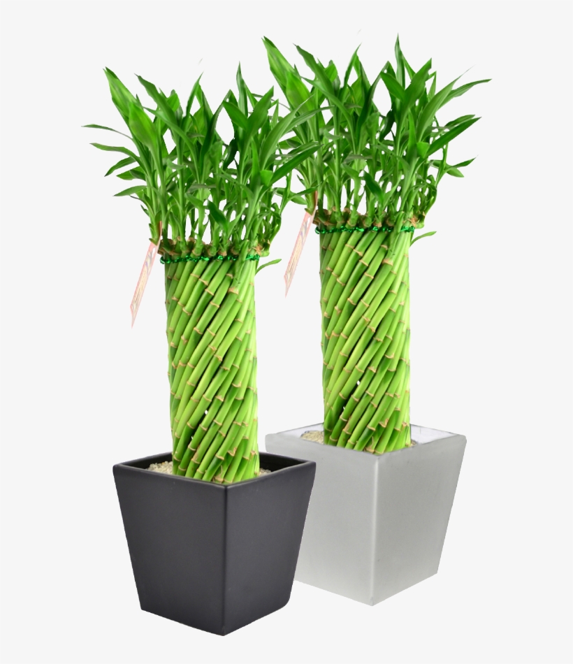 6 Inch Tornado Bamboo W Odessa Ceramic - Tornado Bamboo, transparent png download