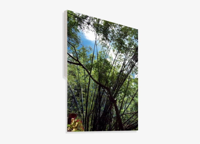 Bamboo Tree Canvas Print - Pond Pine, transparent png download