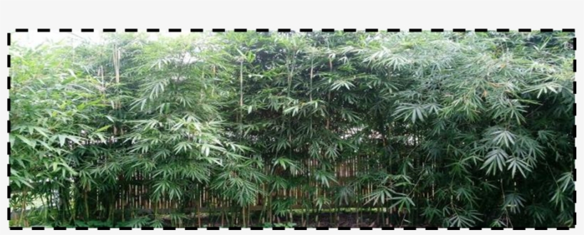 Clermont Bamboo Nursery - Bamboo, transparent png download
