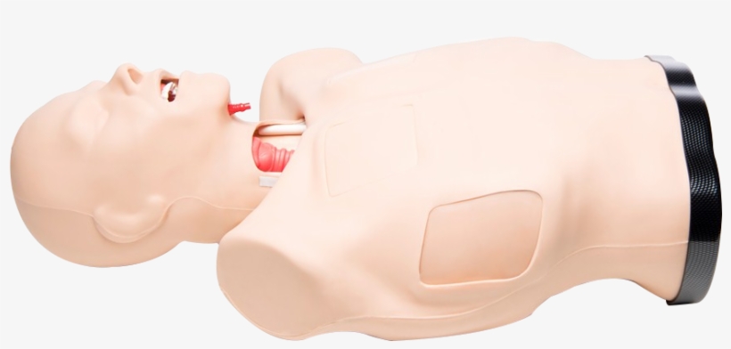 Truman Trauma - Carmine, transparent png download