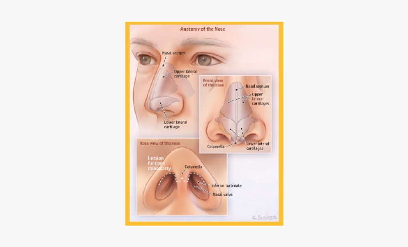 Rhinoplasty, Commonly Known As A “nose Job,” Is The - Nose Anatomy Rhinoplasty, transparent png download