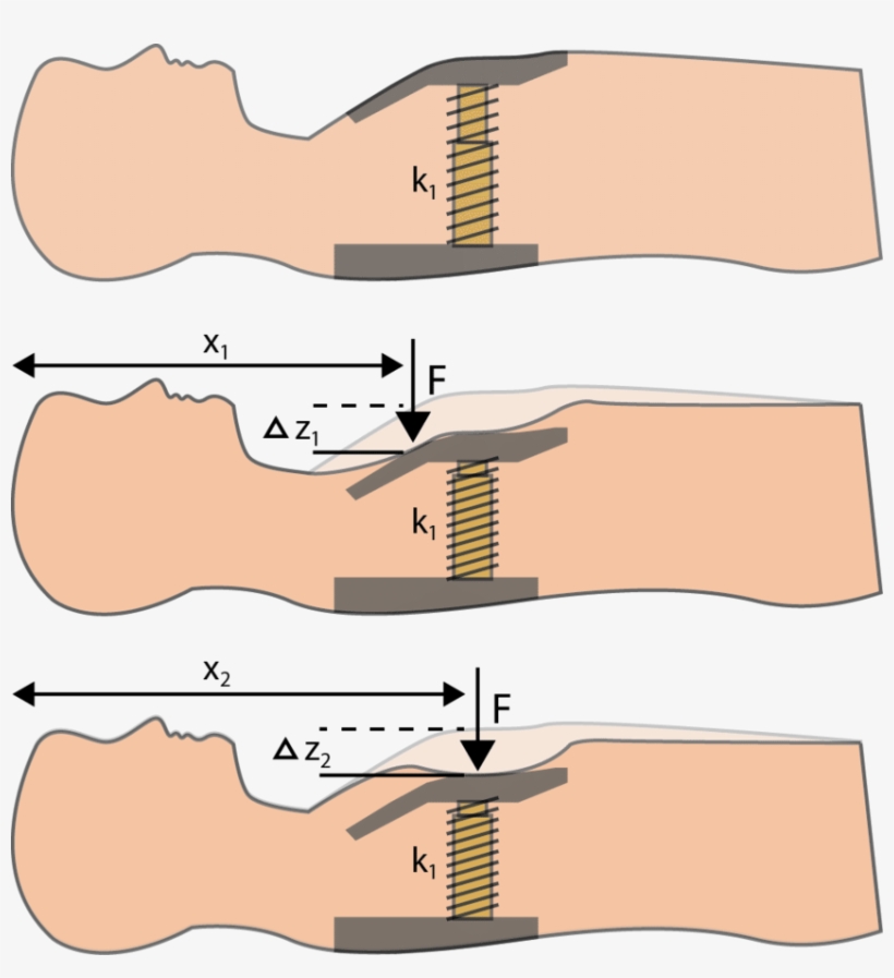 Standard Cpr Manikin Design - Force Displacement Cpr, transparent png download