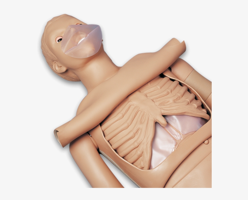 Gaumard Simon Cpr Training Simulator Manikin Basic - Adult Cpr Torso, transparent png download