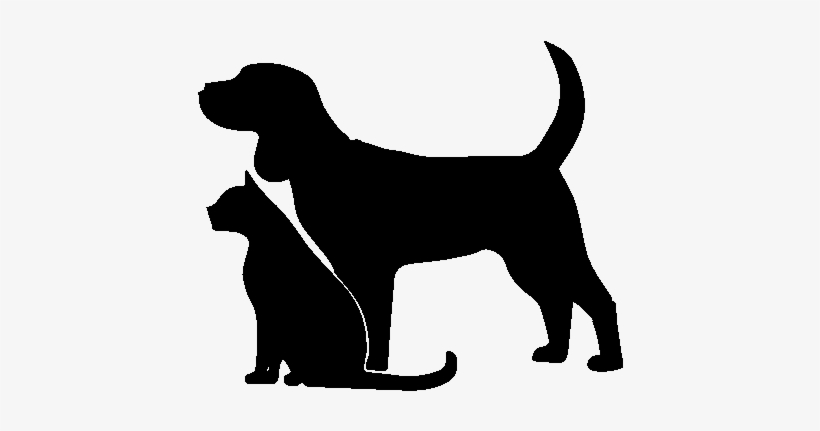 Best Vet Animal Hospital Veterinary Clinic In Boynton - Cat, transparent png download