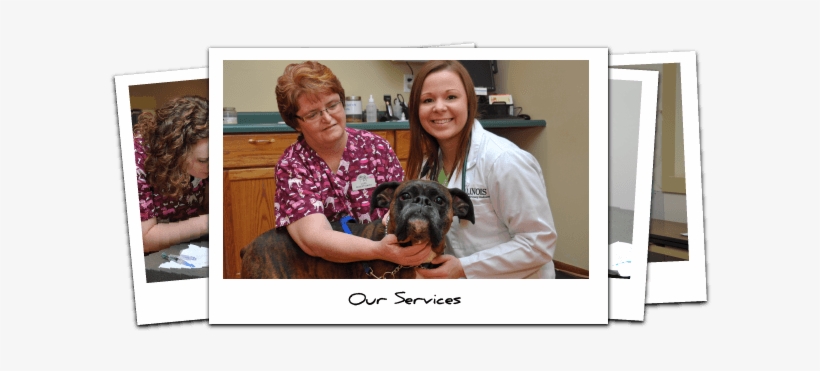 Veterinary Services Streator Illinois - Illinois, transparent png download