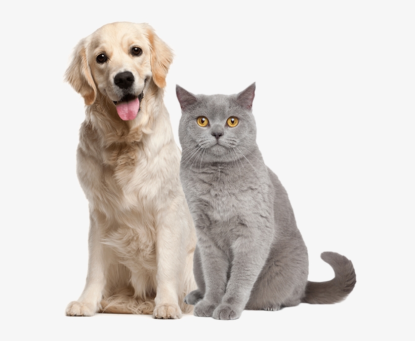 Image Is Not Available - Novica Buddha Laughs Wood Figurine, transparent png download