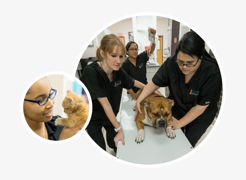 We're Open 24/7 For Emergencies - The Beacon Veterinary Associates, transparent png download