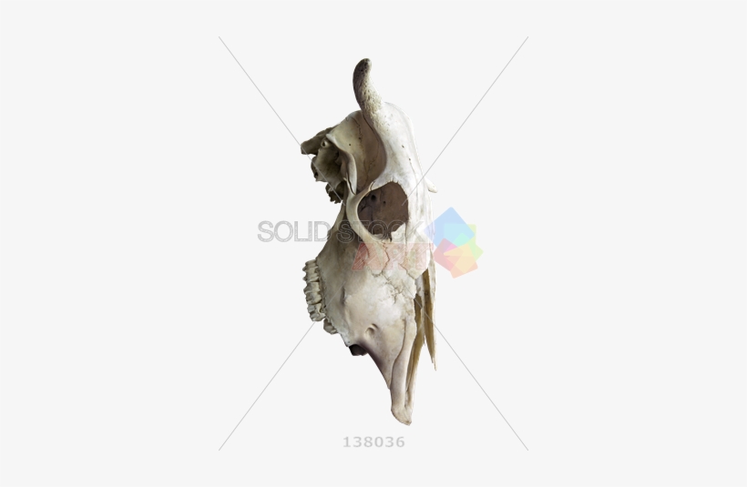 Stock Photo Of Profile Of The Skull Of A Cow With Horns - Stock.xchng, transparent png download