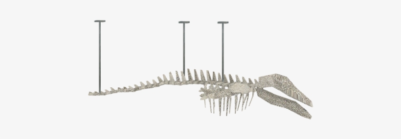 Whaleskeletonhanging - Wiki, transparent png download