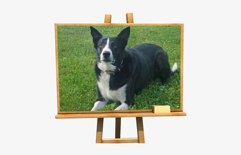 Valley Vet Clinic, transparent png download