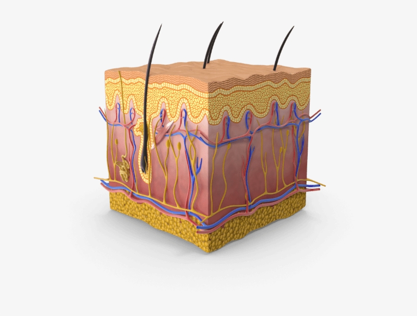 Replicating Skin Aging With Human Tissues Culture - Human Skin Png, transparent png download