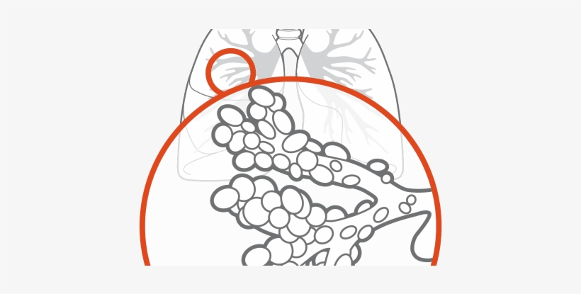 Human Physiology - Circle, transparent png download