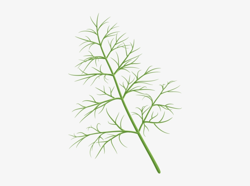 Dill - Design, transparent png download