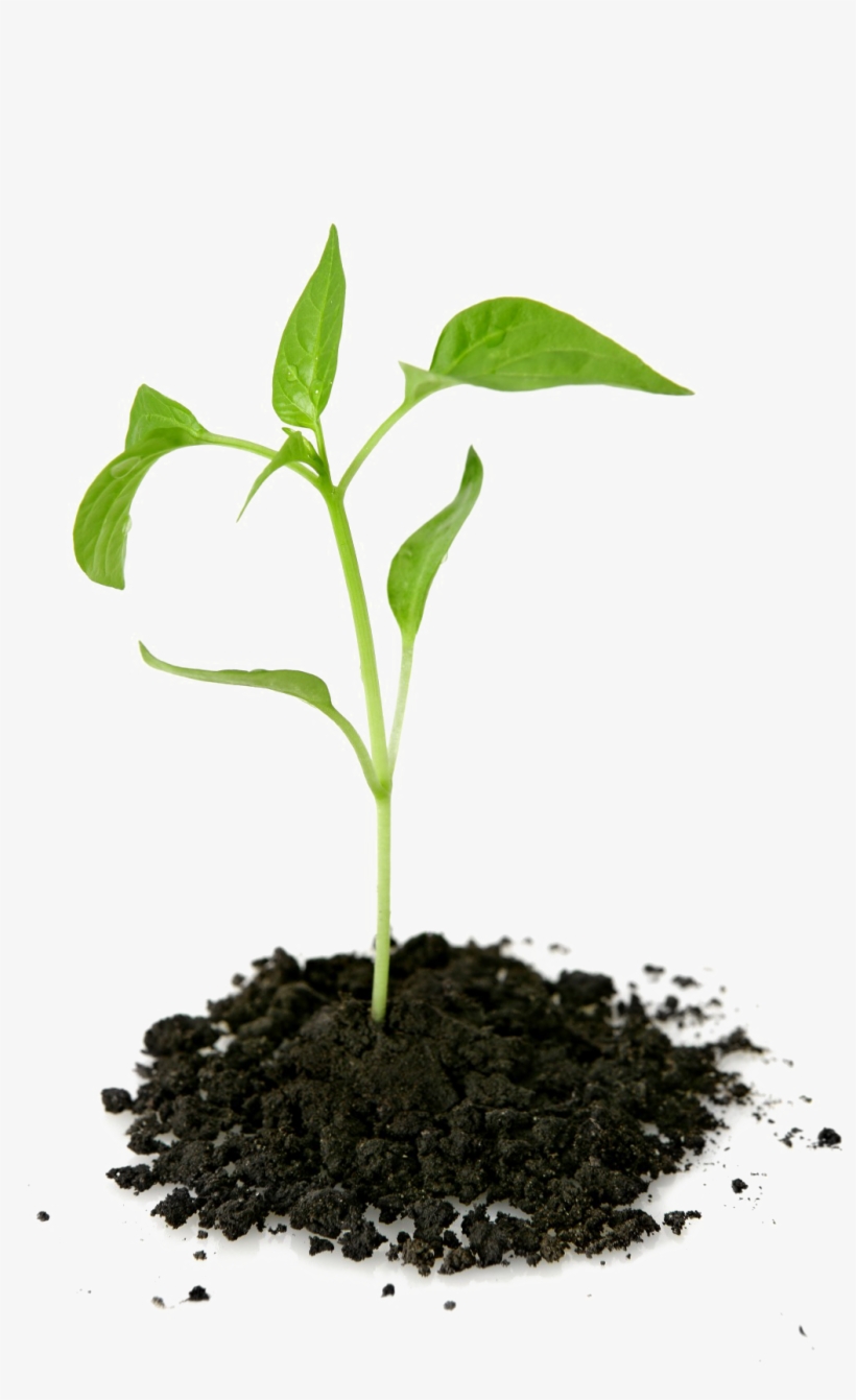 Growing Plant Png Transparent Picture - Plant Growing Out Of Ground, transparent png download