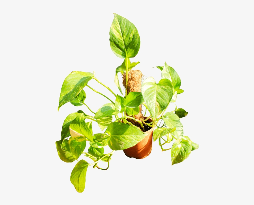If You Like This Template And Want To Use Them, Please - Houseplant, transparent png download