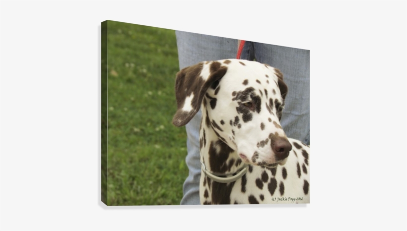 A Dalmation Canvas Print - 3drose Dalmatian Dog Pillow Case, transparent png download