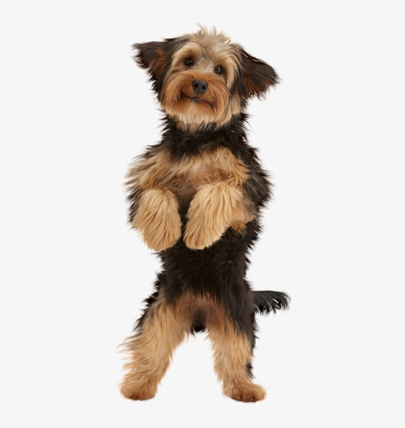 Cute Puppy - Dog, transparent png download