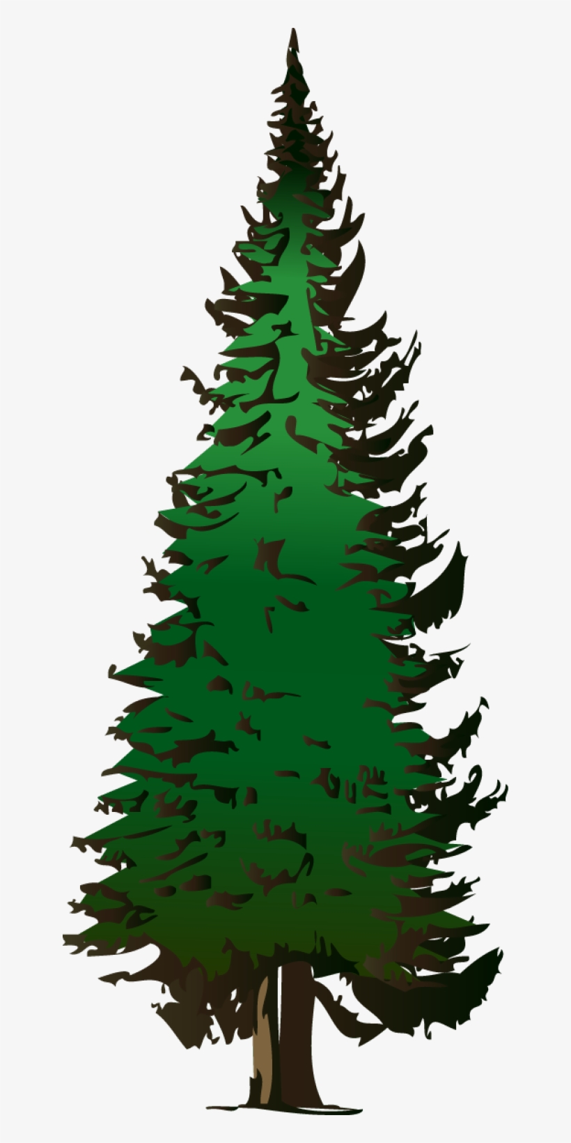 Web Design - Fir Tree Clip Art, transparent png download