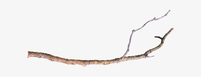 Wg-23 - Branch Of A Tree Png, transparent png download