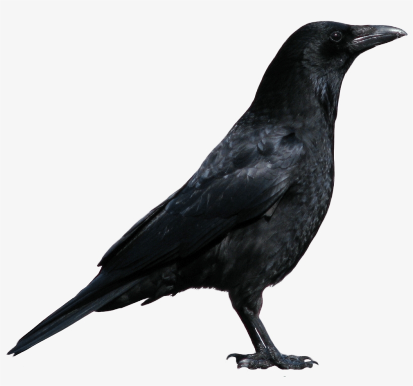7 Crow Png Image Png Image - Png Image Of Crow, transparent png download