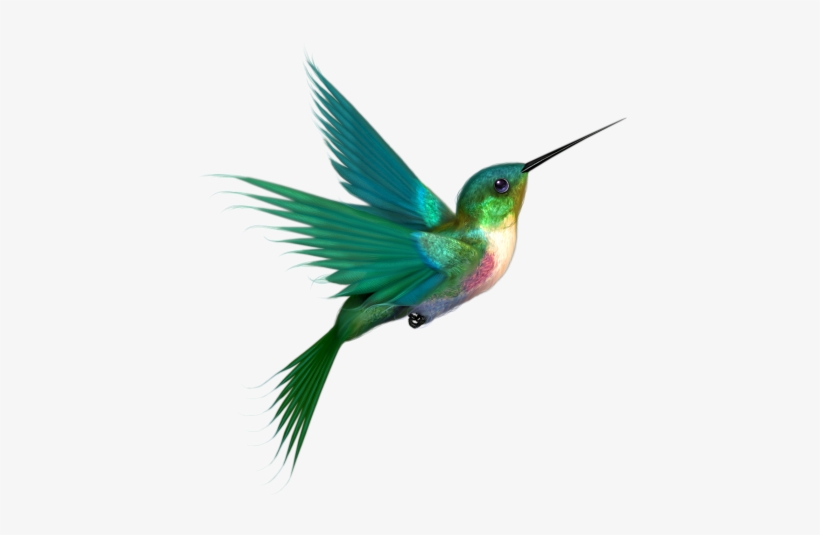 Google Image Result For Http - Hummingbirds Png, transparent png download