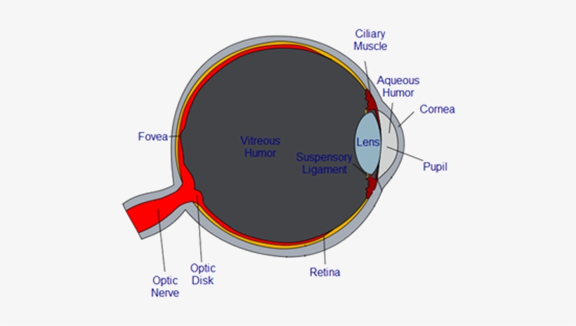 As The Light Rays Pass Through These Various Mediums, - Direction Of Light In The Eye, transparent png download