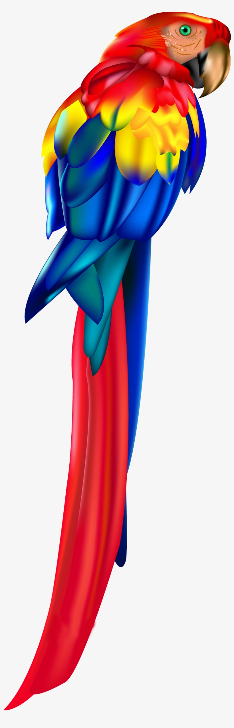 Red Parrot Png Clipart - Parrot, transparent png download